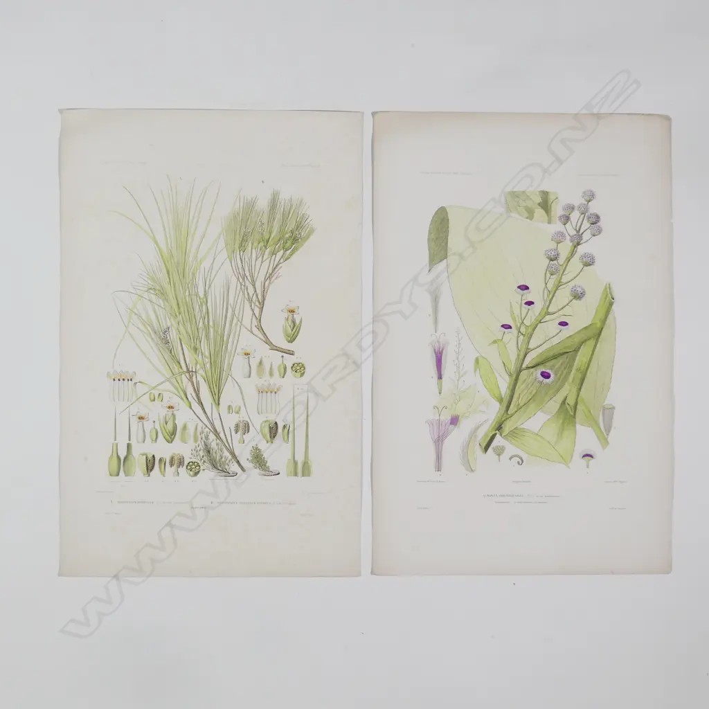 Ten botanical engravings from D'Urville's Voyage Au Pole Sud Et Dans L'Oceanie Image 1++