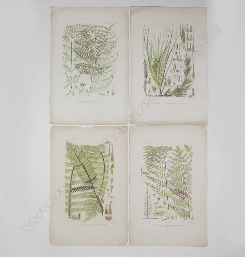 Ten botanical engravings from D'Urville's Voyage Au Pole Sud Et Dans L'Oceanie Image 1++