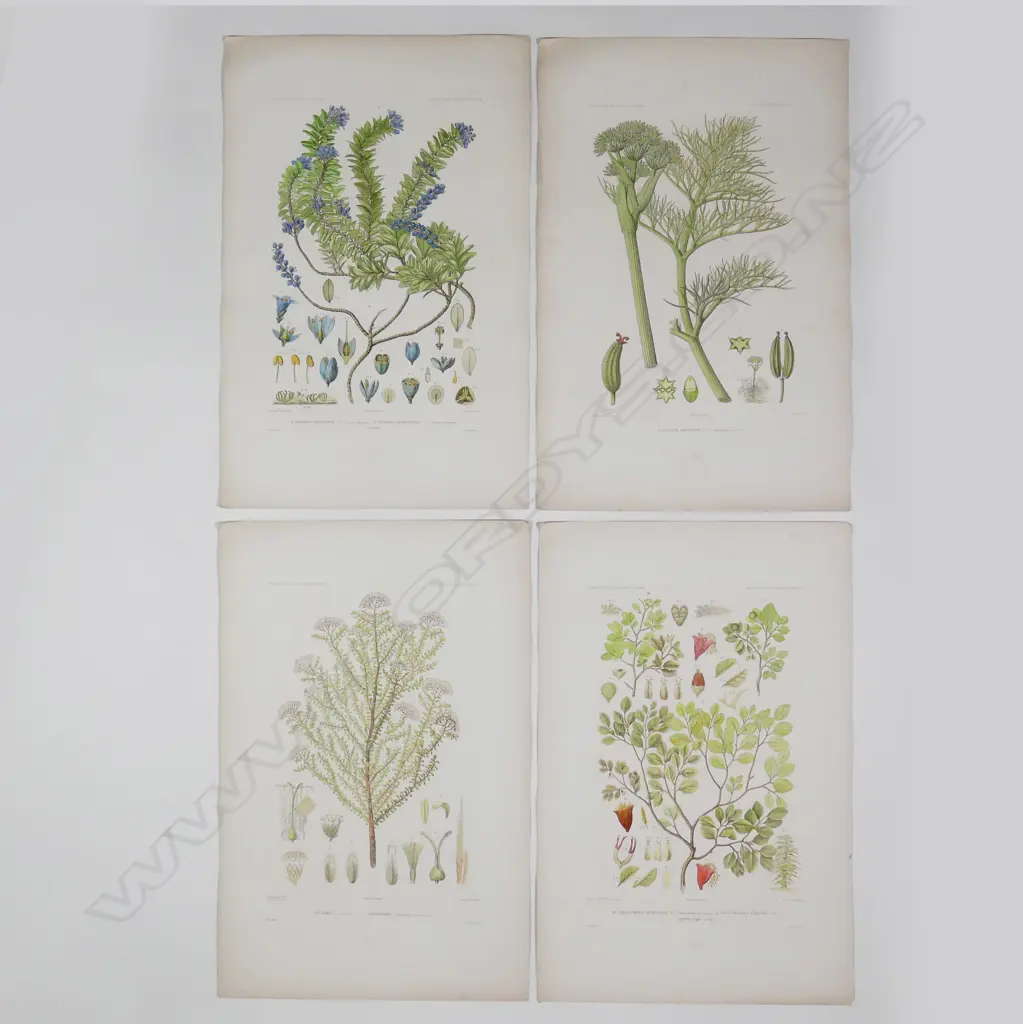 Ten botanical engravings from D'Urville's Voyage Au Pole Sud Et Dans L'Oceanie Image 1++