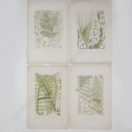 Ten botanical engravings from D'Urville's Voyage Au Pole Sud Et Dans L'Oceanie