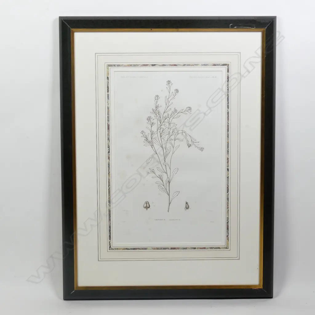 D'Urville's Voyage de L'Astrolabe Botanique Engraving Image 1++