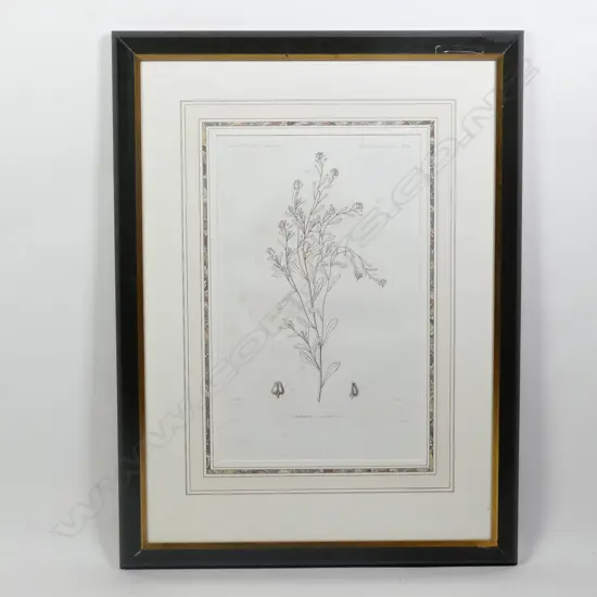 D'Urville's Voyage de L'Astrolabe Botanique Engraving