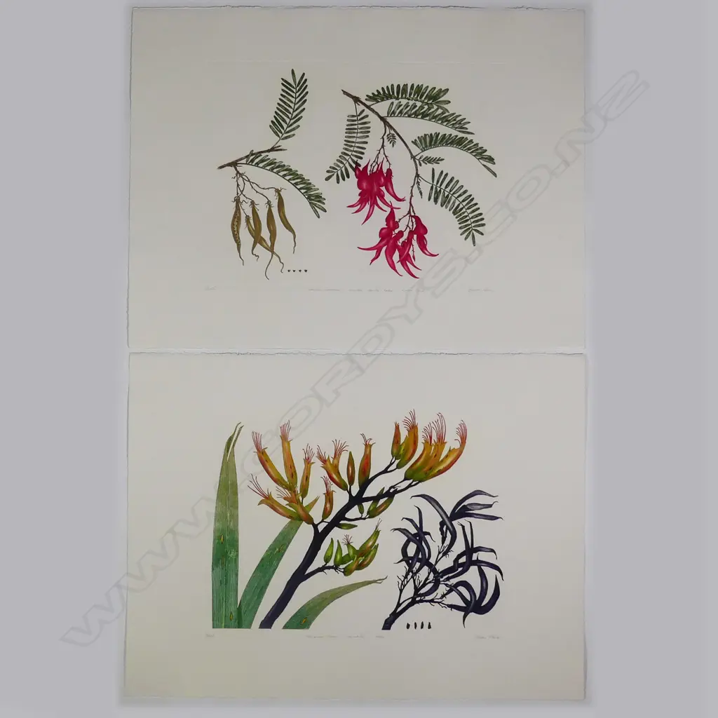 Bryan Poole - Botanical etchings Image 1++