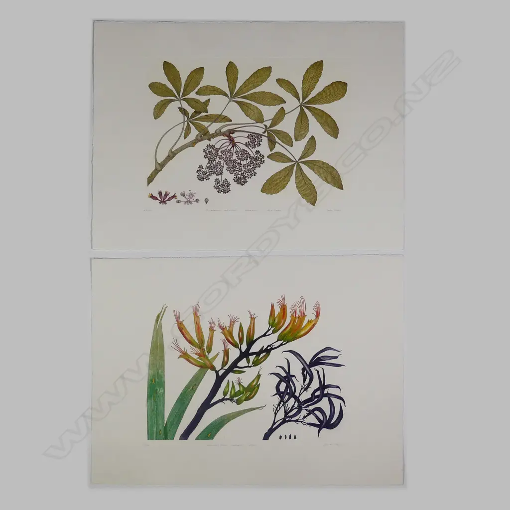 Bryan Poole - Botanical etchings Image 1++