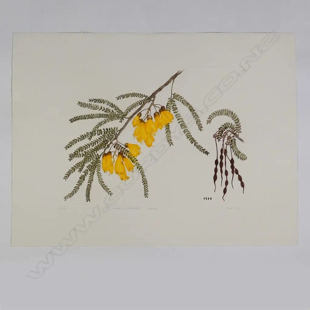 Bryan Poole - Botanical etchings Image 1++