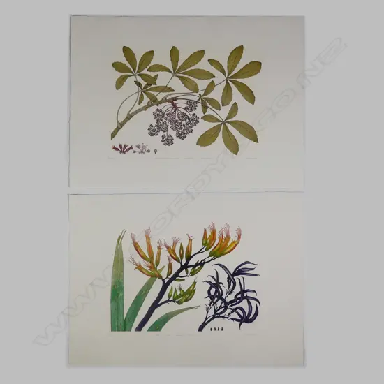 Bryan Poole - Botanical etchings