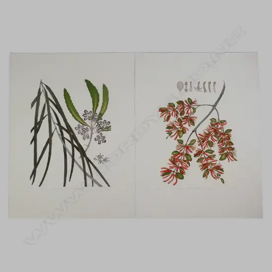 Bryan Poole - Botanical etchings
