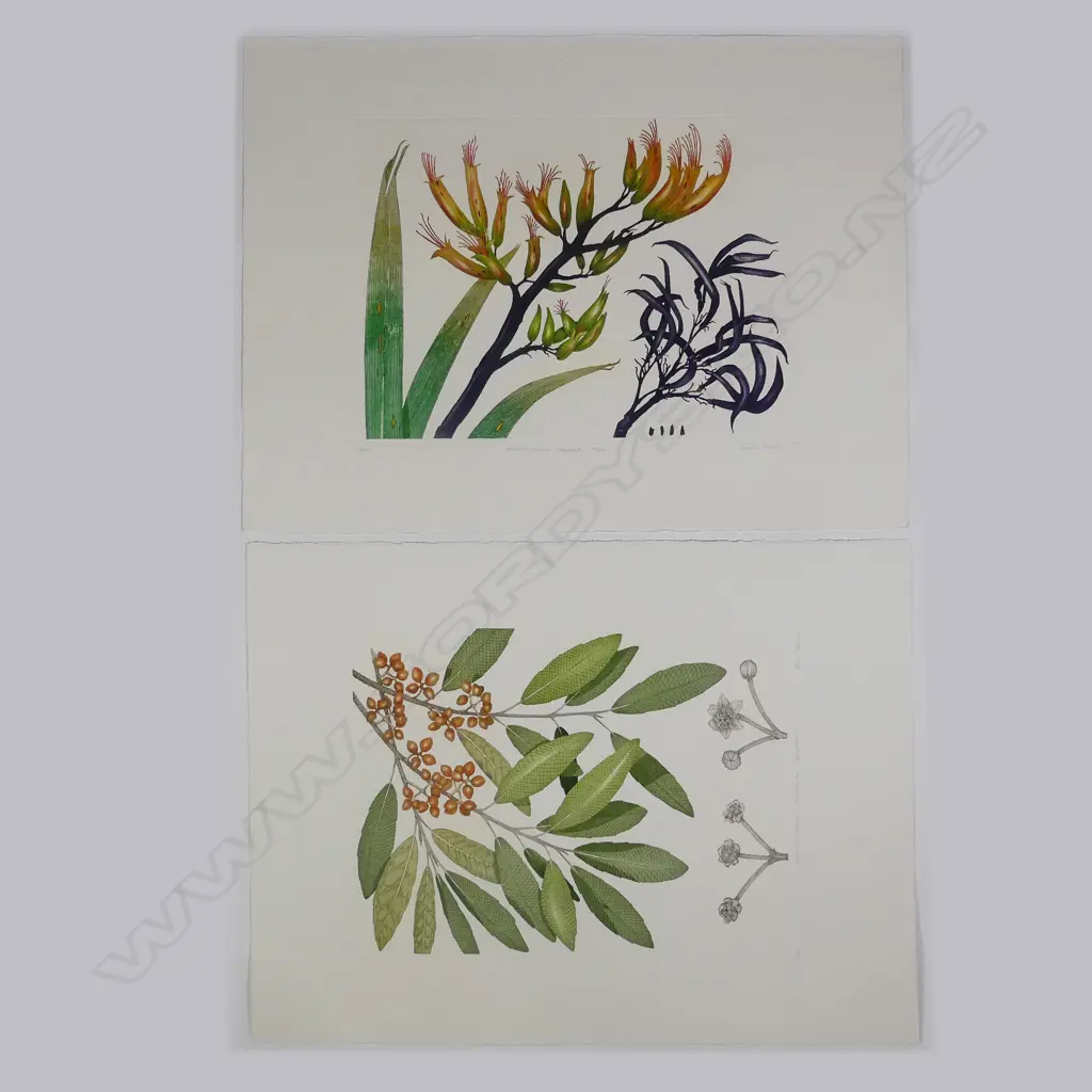 Bryan Poole - Botanical etchings Image 1++