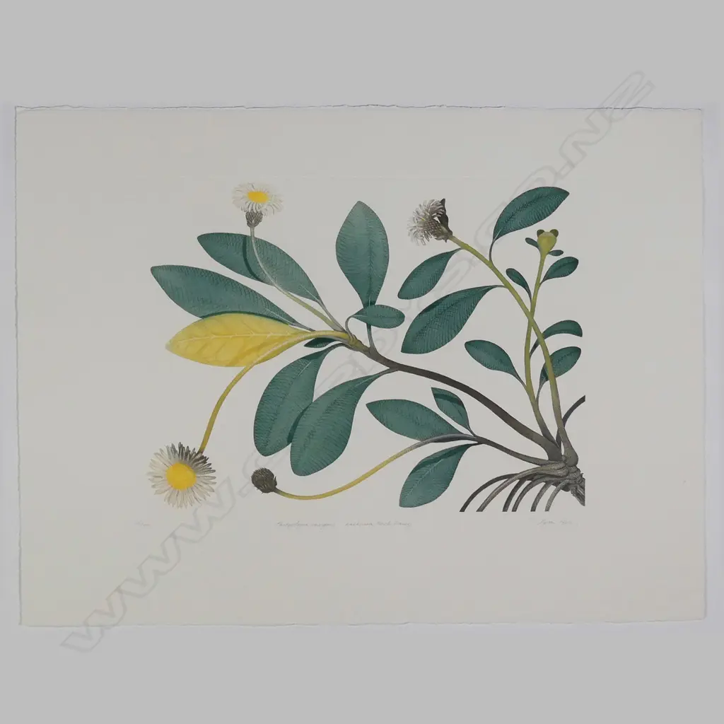 Bryan Poole - Botanical etchings Image 1++