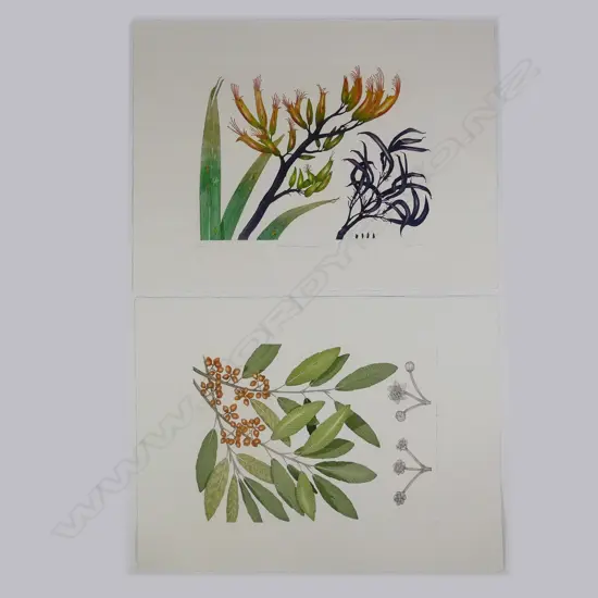 Bryan Poole - Botanical etchings