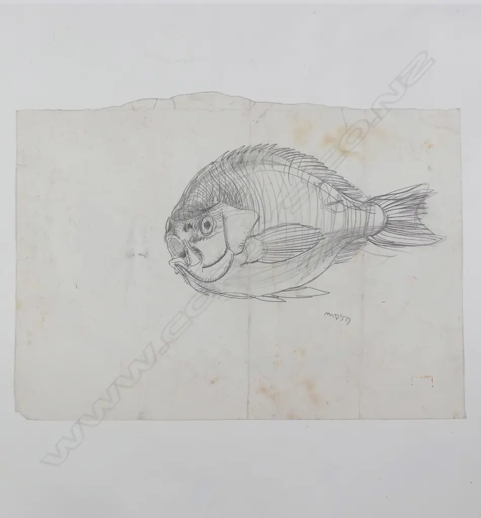 Michael Smither (b. 1939) sketch of a NZ saltwater fish Image 1++