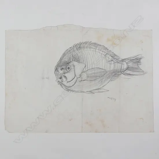Michael Smither (b. 1939) sketch of a NZ saltwater fish