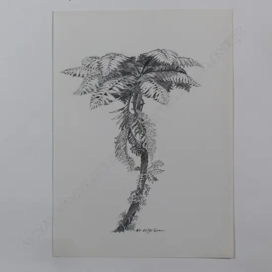 Dennis Knight Turner (1924-2011) New Zealand punga sketch 49