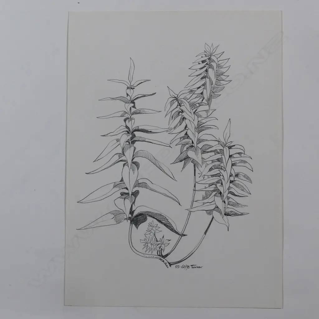 Dennis Knight Turner (1924-2011) New Zealand botanical sketch 55 Image 1++