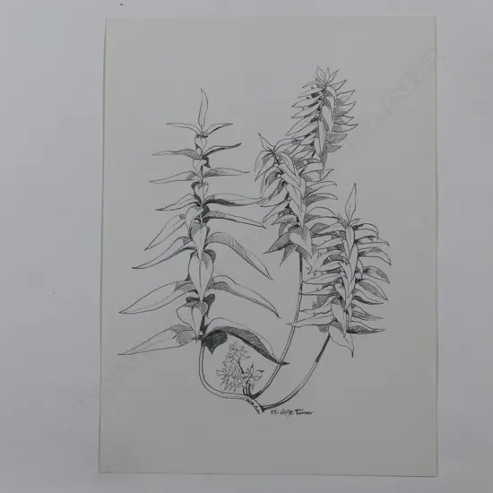 Dennis Knight Turner (1924-2011) New Zealand botanical sketch 55
