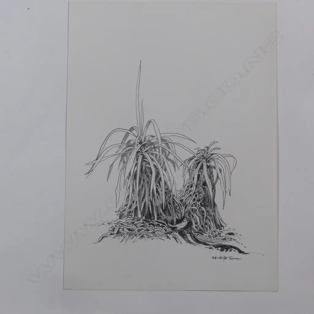 Dennis Knight Turner (1924-2011) New Zealand botanical sketch 54 Image 1++