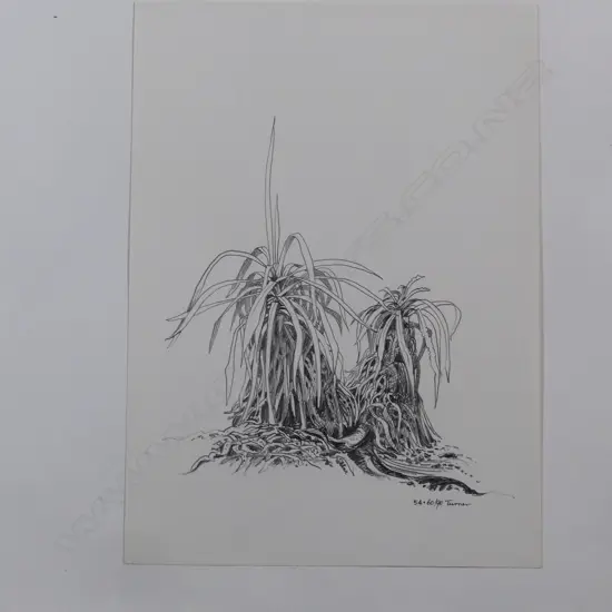 Dennis Knight Turner (1924-2011) New Zealand botanical sketch 54