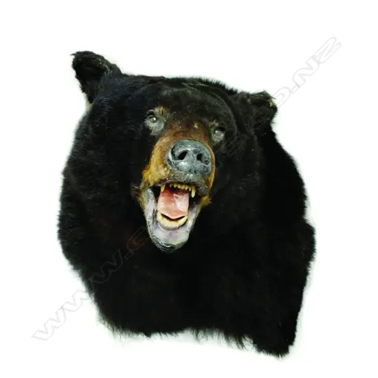 A taxidermy Asian brown bear head