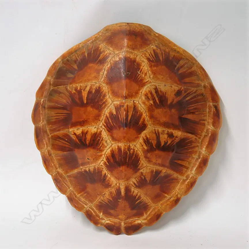 A vintage turtle shell Image 1++
