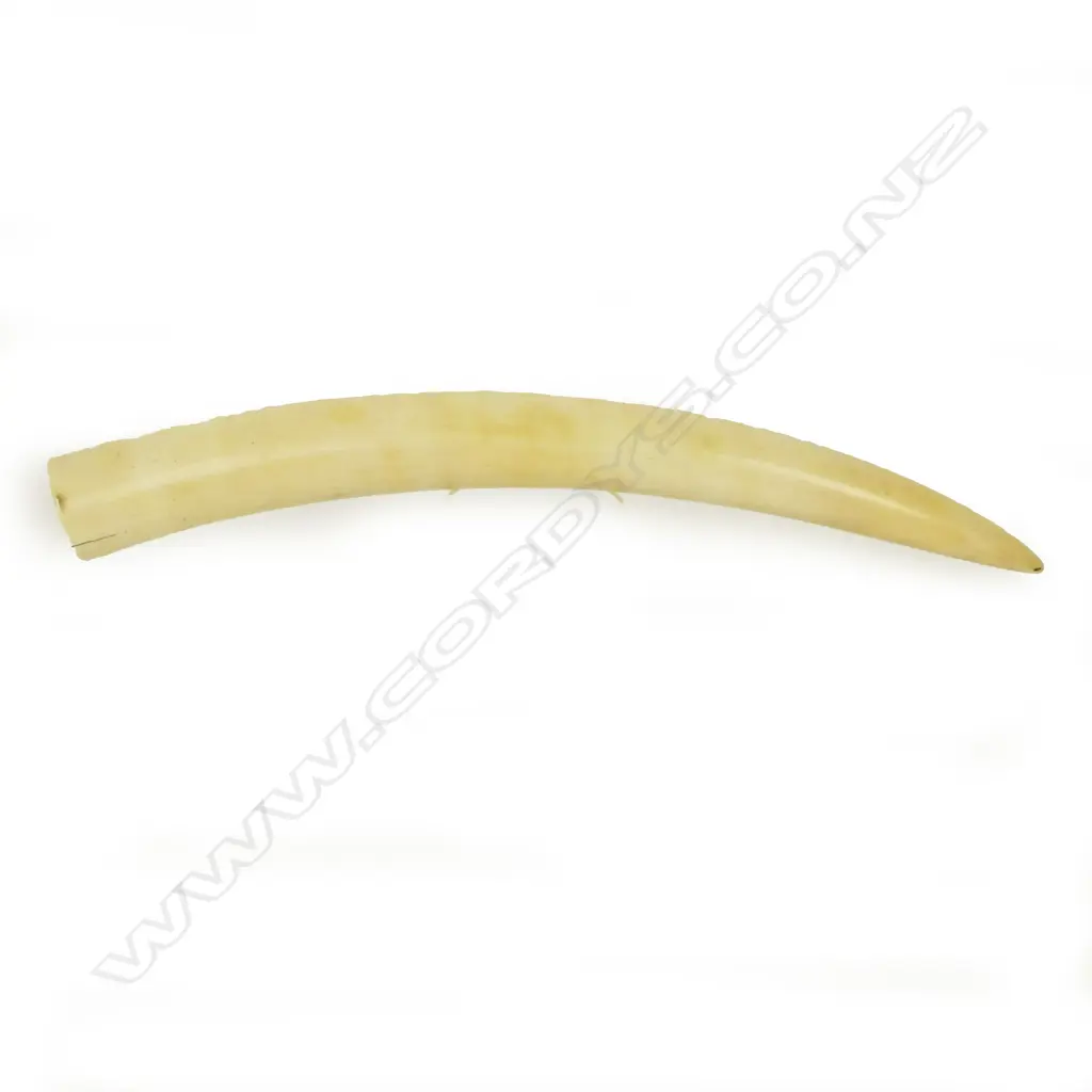 A small ivory tusk Image 1++