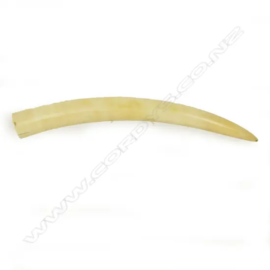 A small ivory tusk