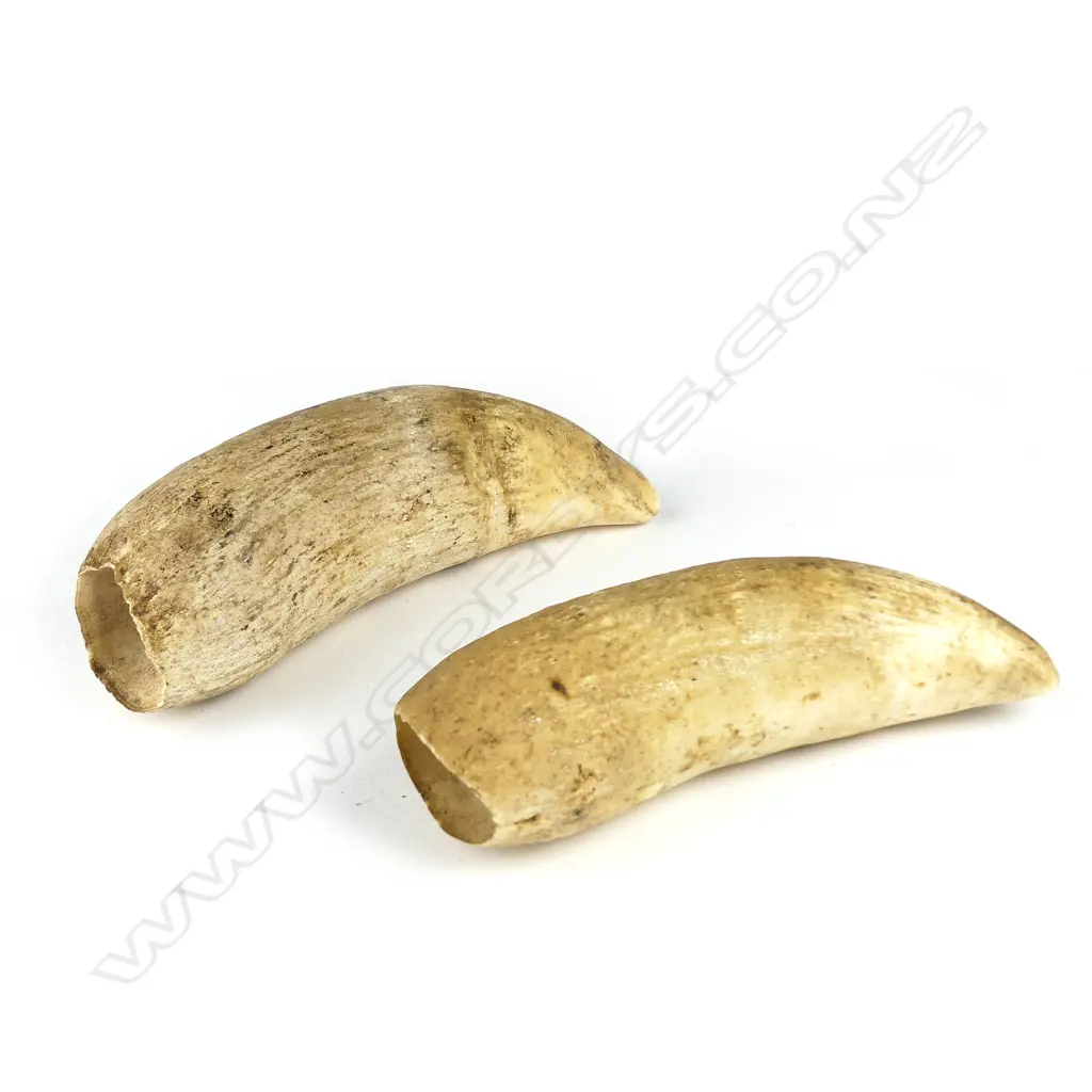 Two unpolished natural sperm whale teeth Image 1++