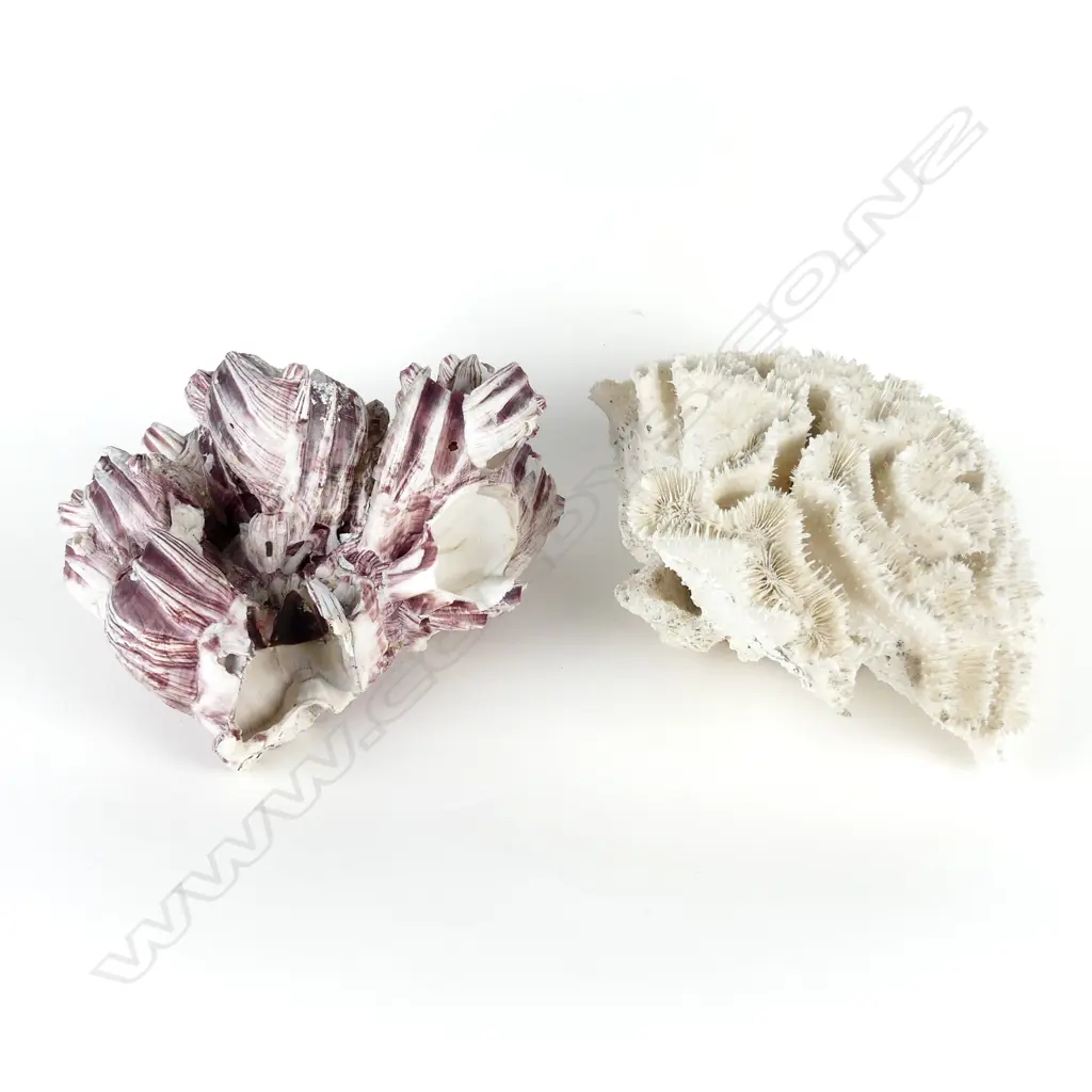 A piece of brain coral Image 1++