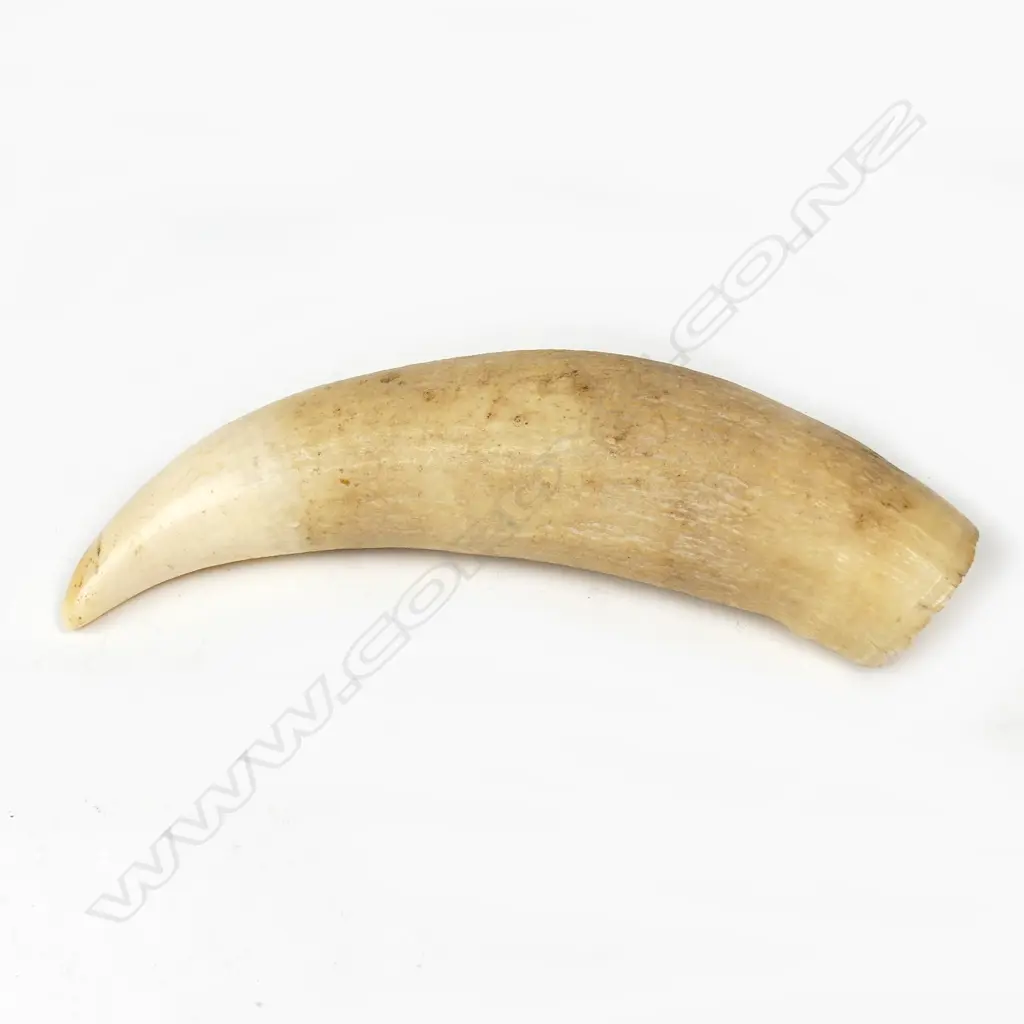 An old tooth Image 1++