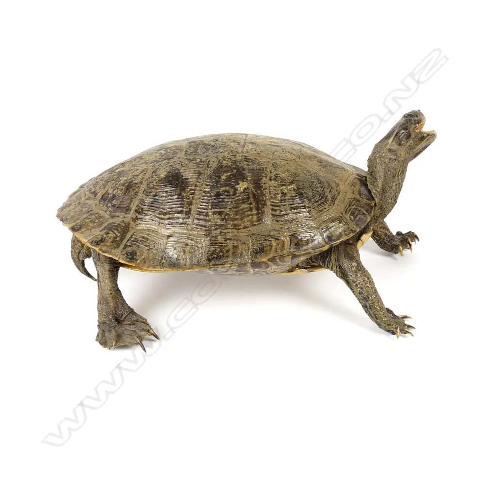 A taxidermy terrapin Image 1++