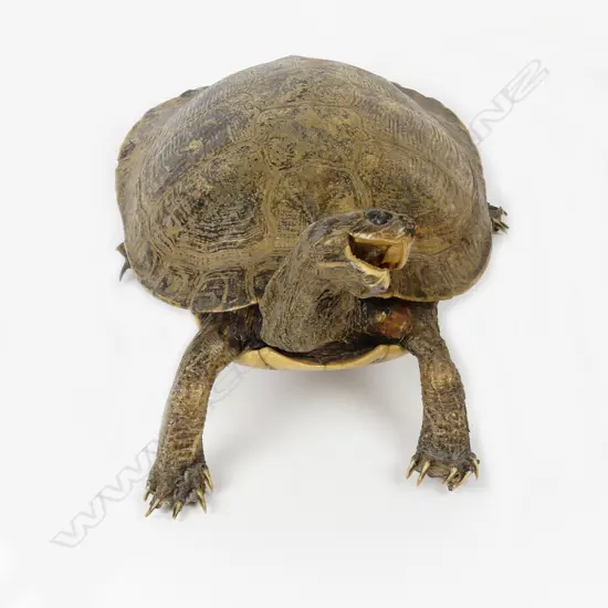 A taxidermy terrapin