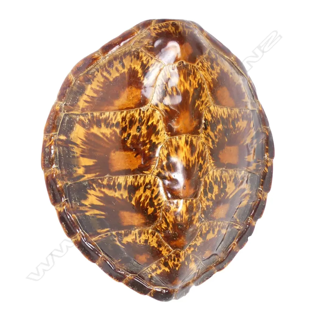 A large turtle shell Image 1++