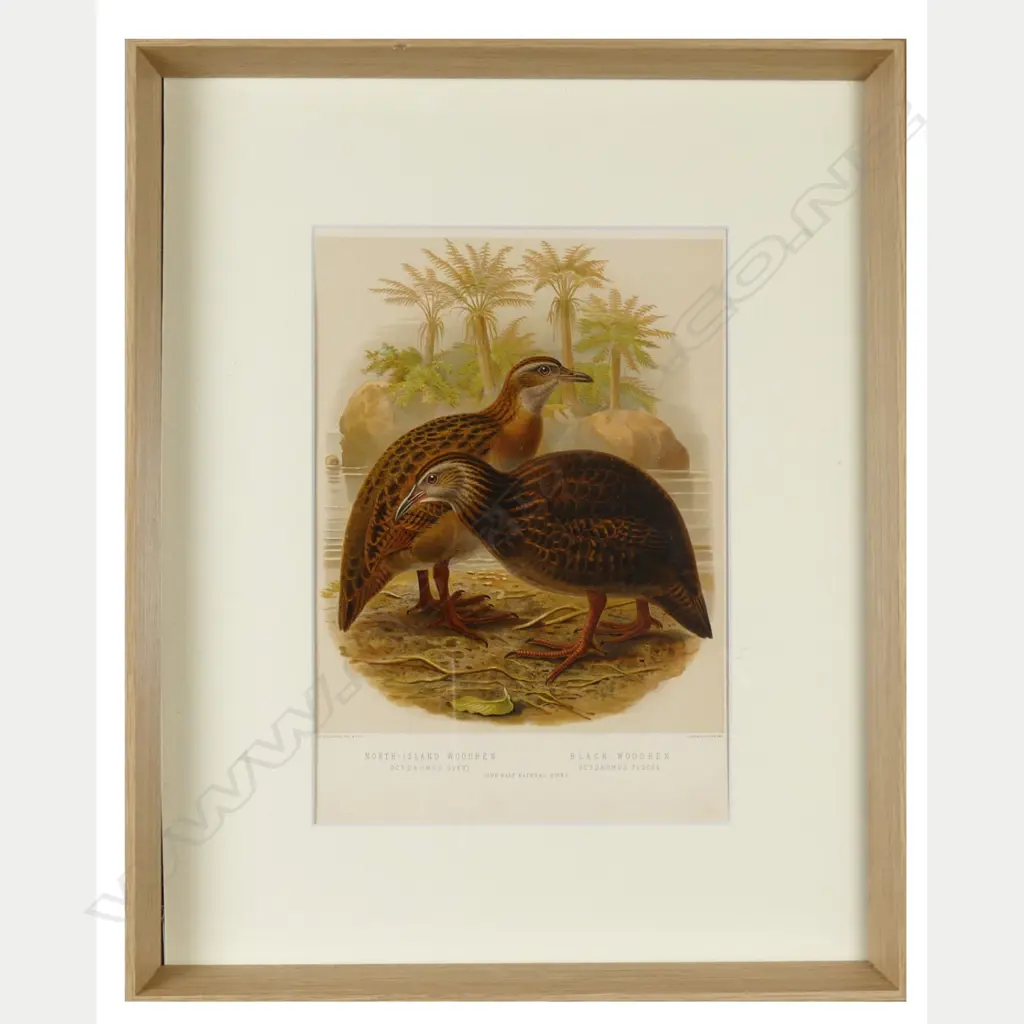 Four framed prints from Buller's Birds Image 1++