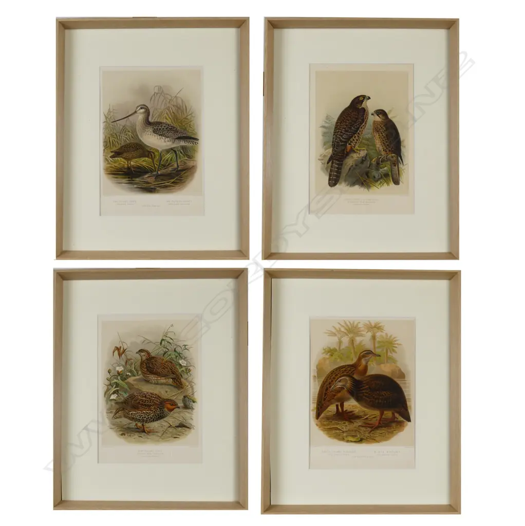 Four framed prints from Buller's Birds Image 1++