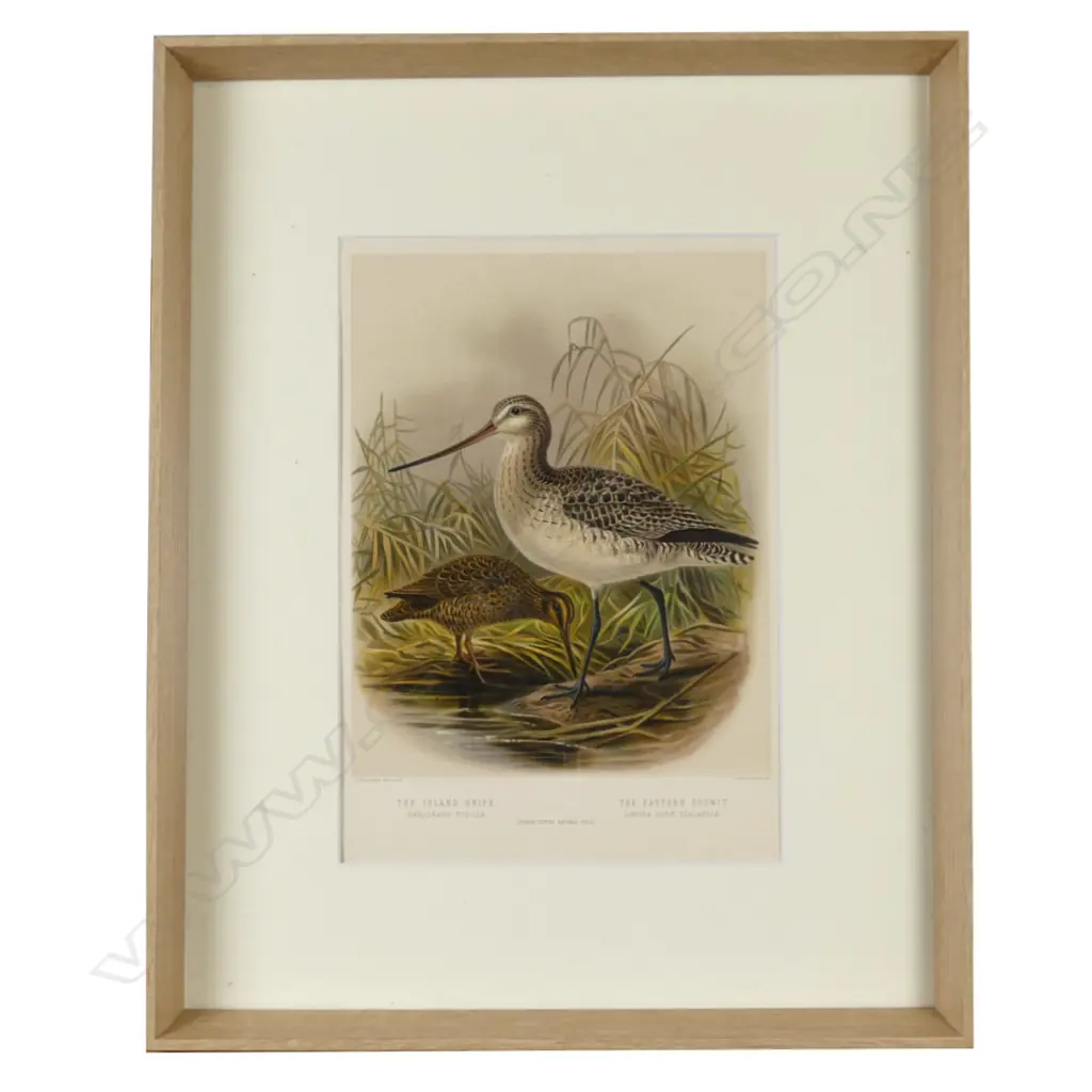 Four framed prints from Buller's Birds Image 1++