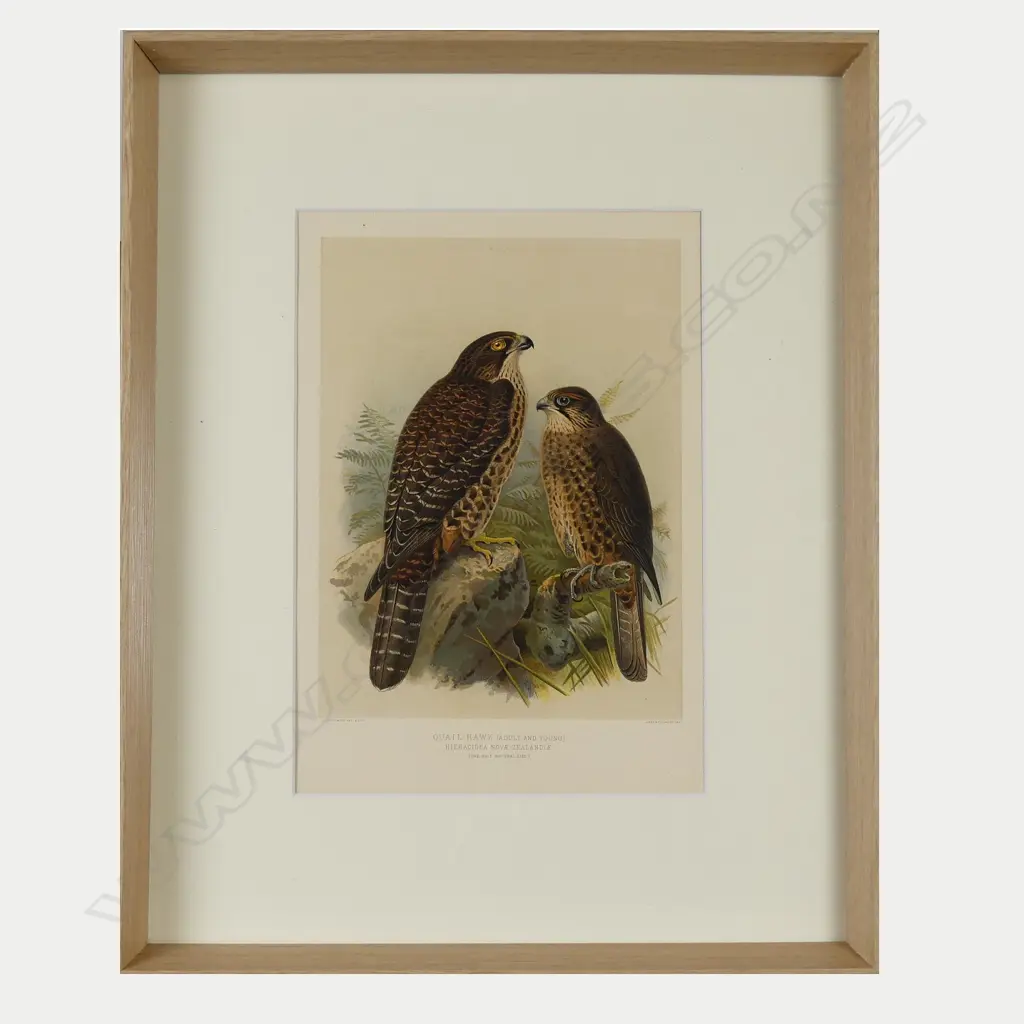 Four framed prints from Buller's Birds Image 1++