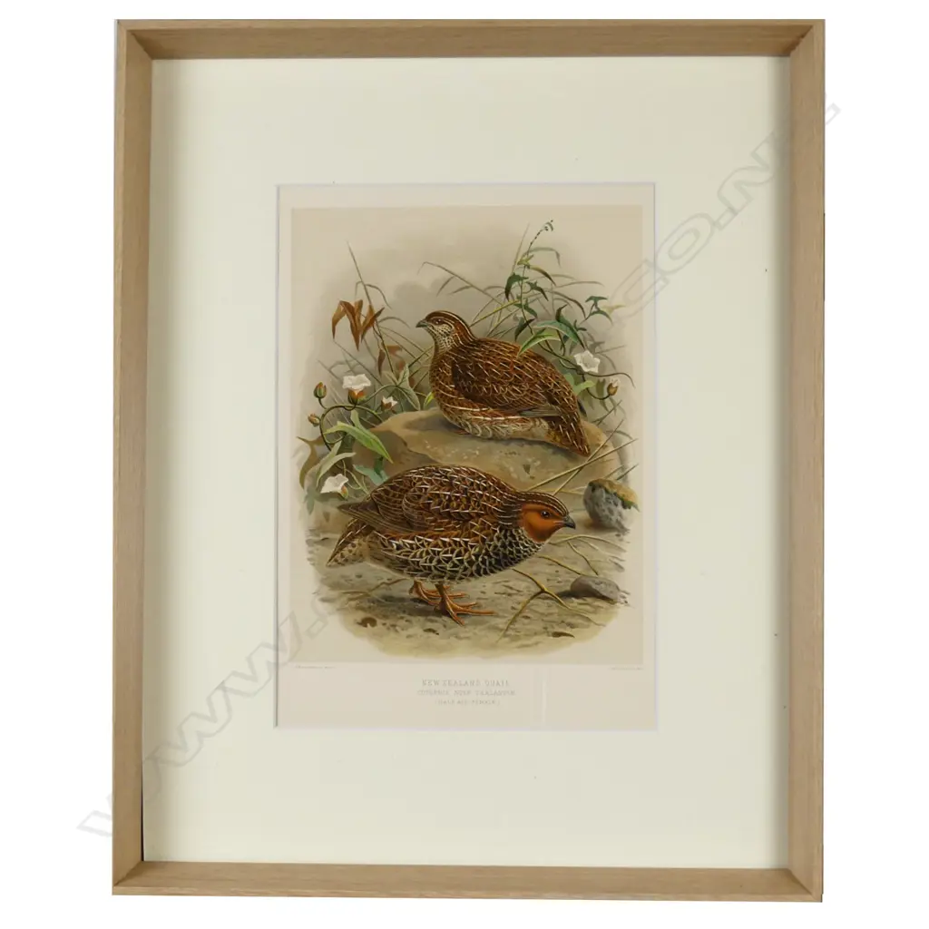 Four framed prints from Buller's Birds Image 1++