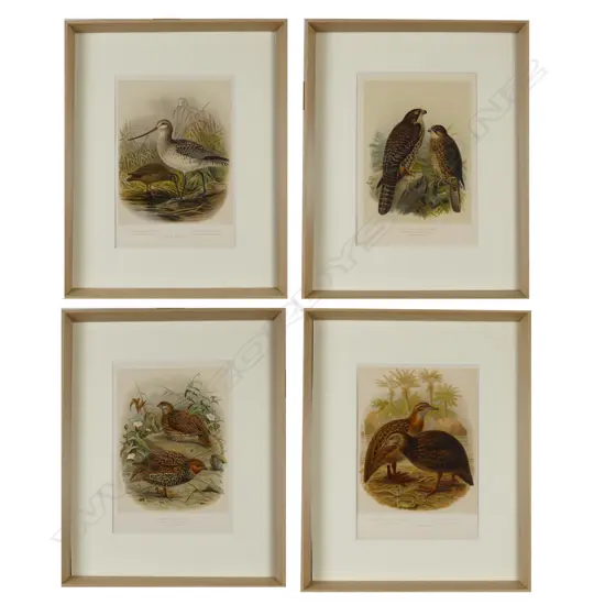 Four framed prints from Buller's Birds
