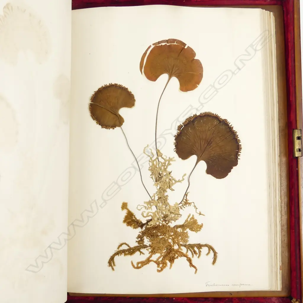 An impressive 19thC figured kauri boxed and covered album Image 1++