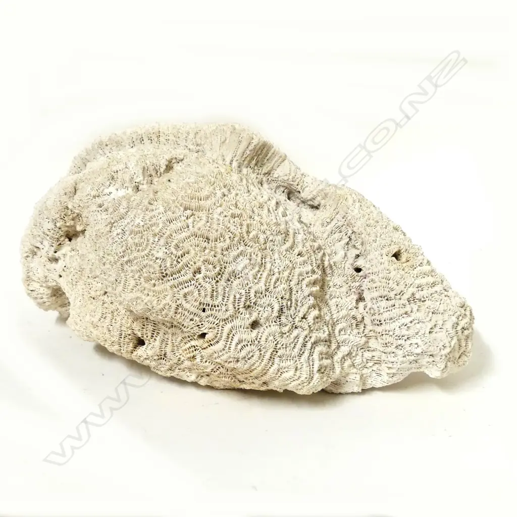 A piece of brain coral Image 1++