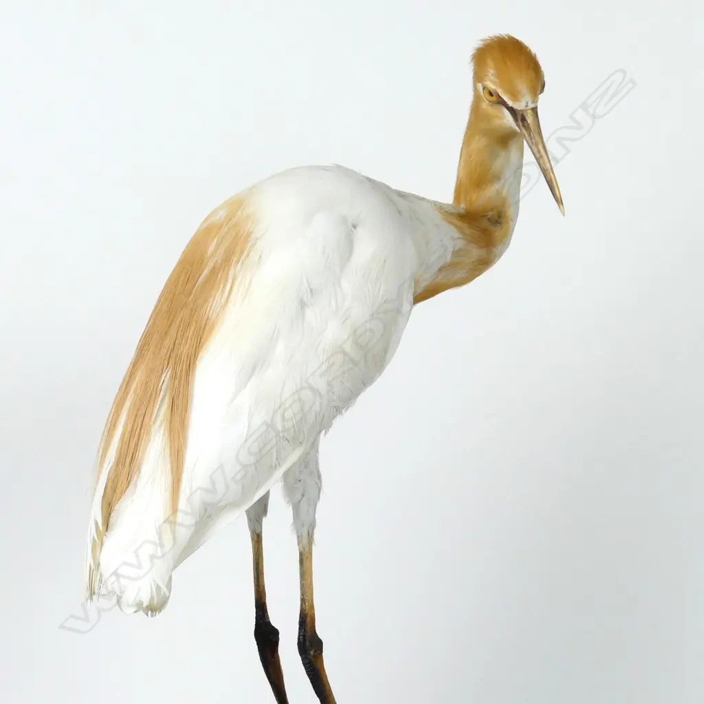 A small taxidermied heron Image 1++