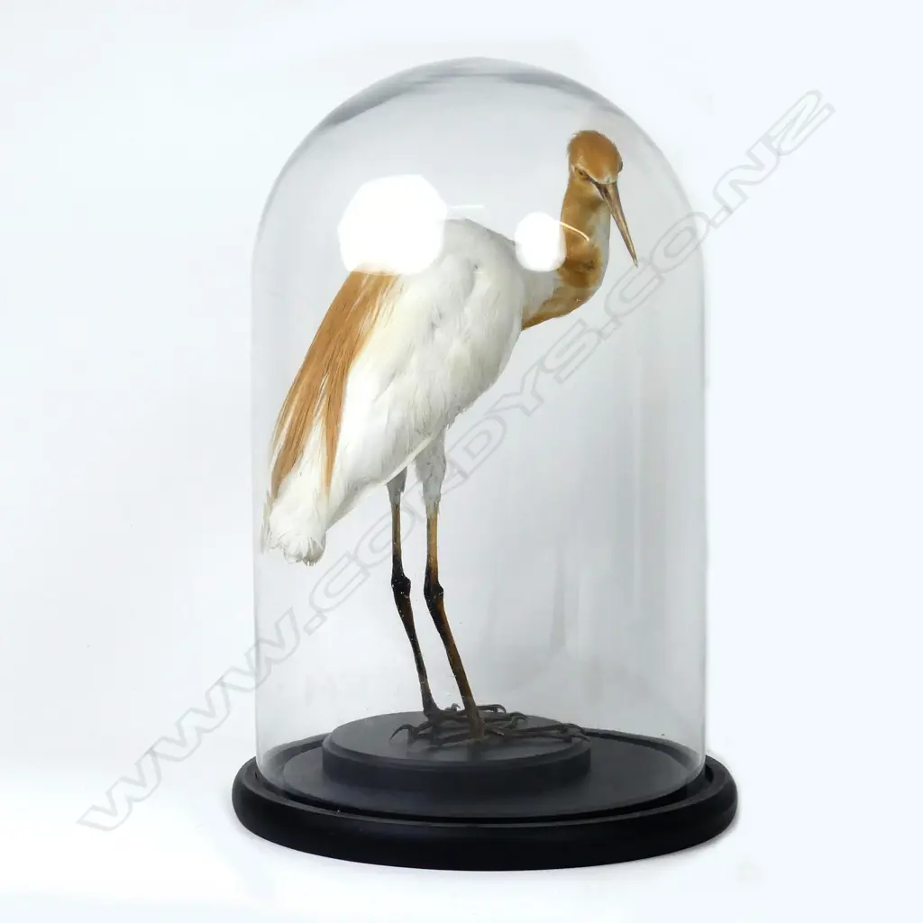 A small taxidermied heron Image 1++