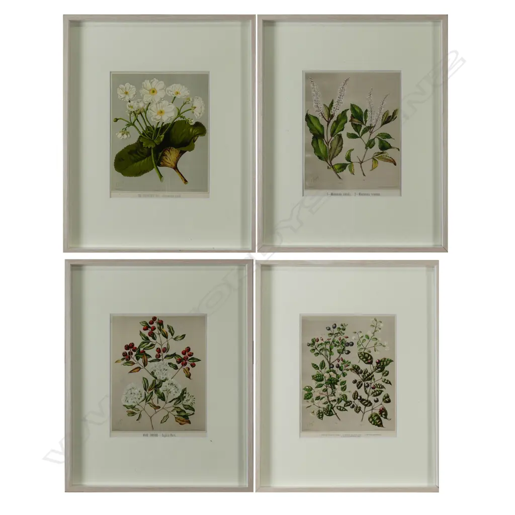 Four chromolithographic prints of NZ flora Image 1++