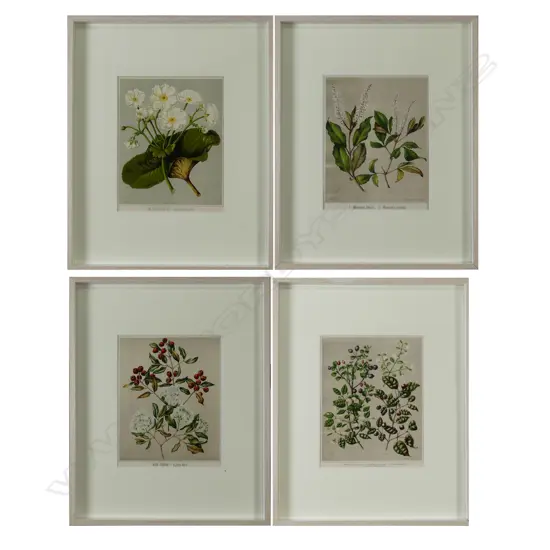 Four chromolithographic prints of NZ flora