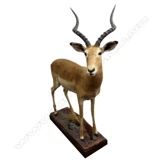 A full body taxidermy mount of an impala ram