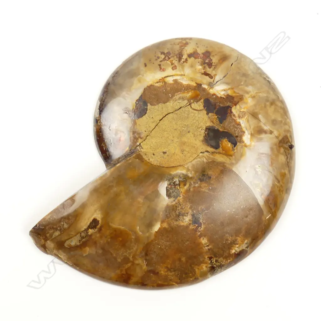 A crystallized fossil nautilus Image 1++