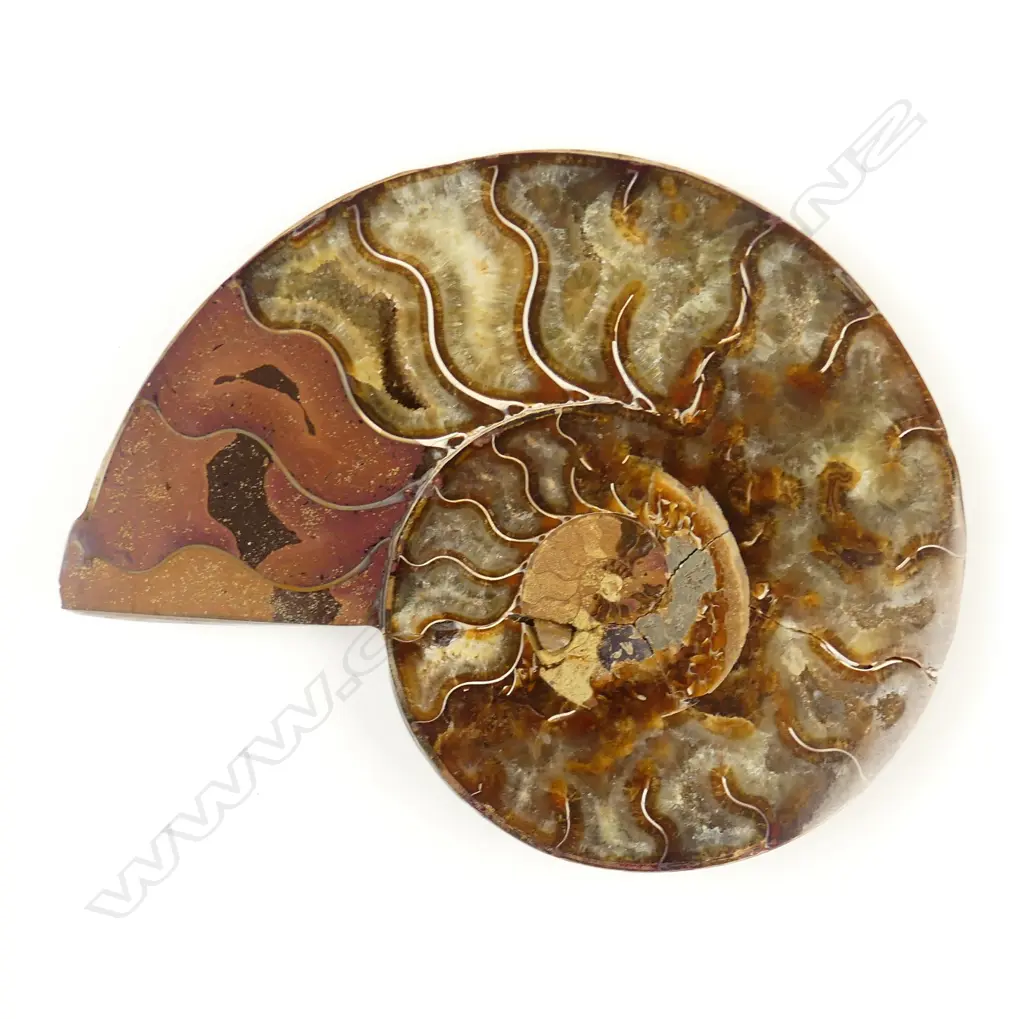 A crystallized fossil nautilus Image 1++