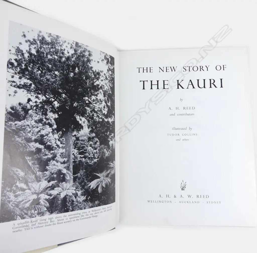 'The New Story of the Kauri' Image 1++