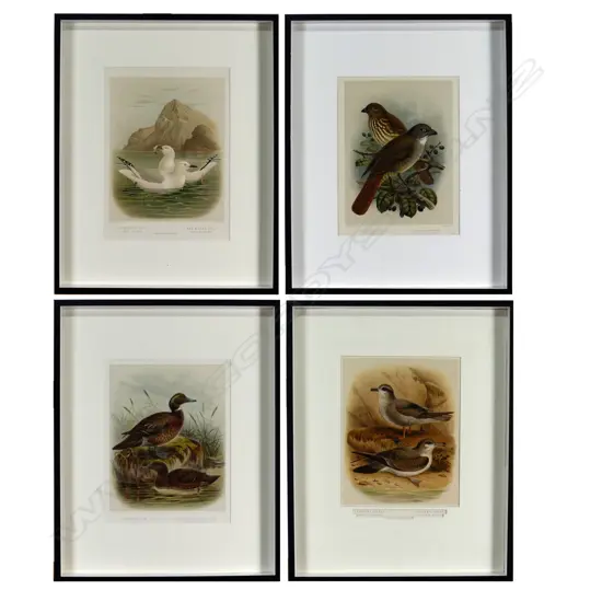 Four framed prints from Buller's Birds