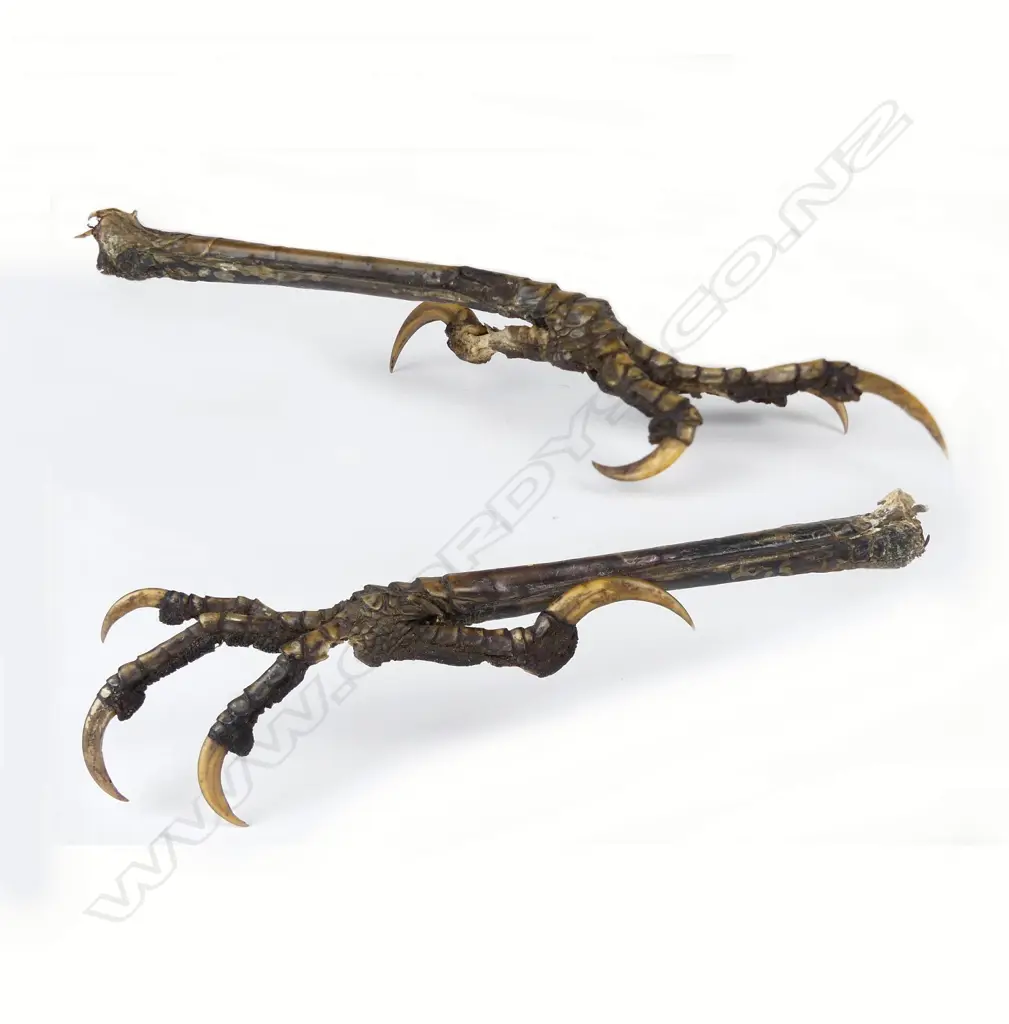 A rare pair of extinct huia talons Image 1++