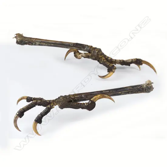 A rare pair of extinct huia talons